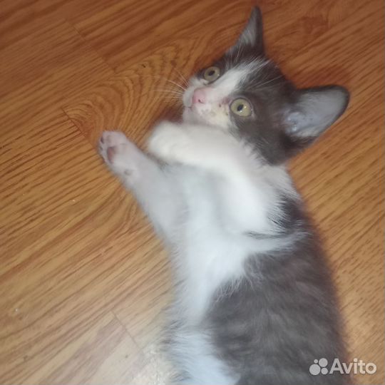 Котенок мальчик бесплатно