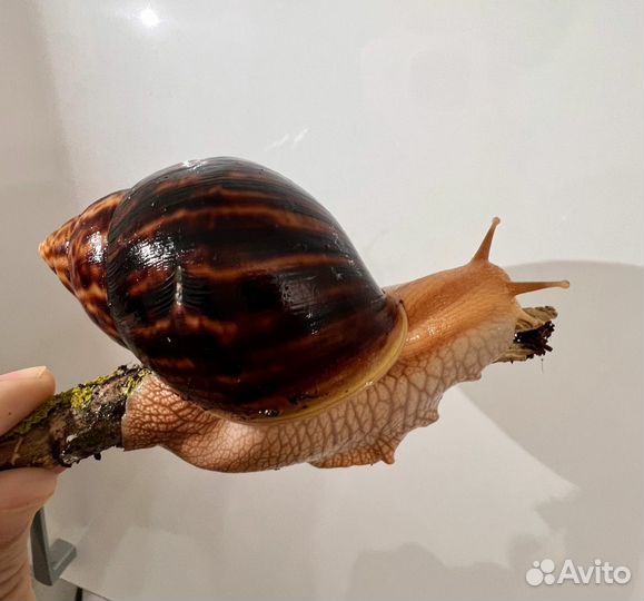 Огромные Улитки Ахатины