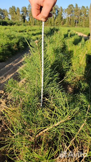 Саженцы сосны и ели окс от производителя