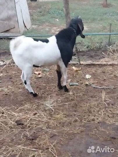 Козёл,коза,крольчата