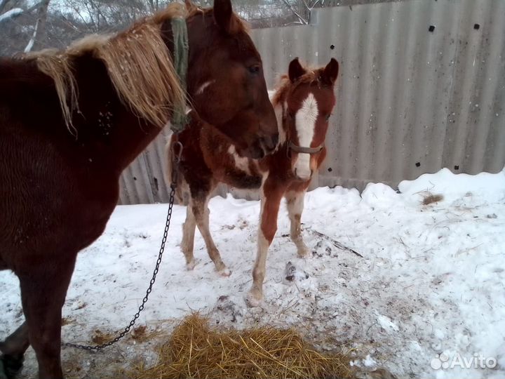 Продам жеребчика
