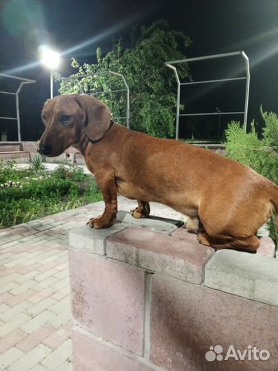 Ищем девочку для вязки