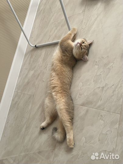 Кот на случку