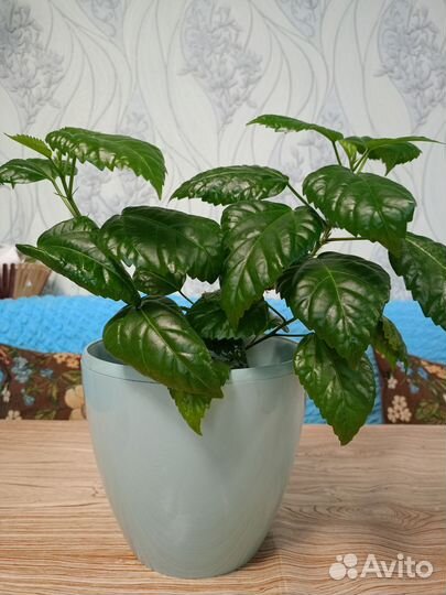 Комнатные цветы отростки Розы Китайской (Гибискус)