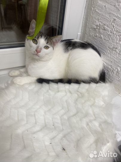 Кот мальчик 6 мес