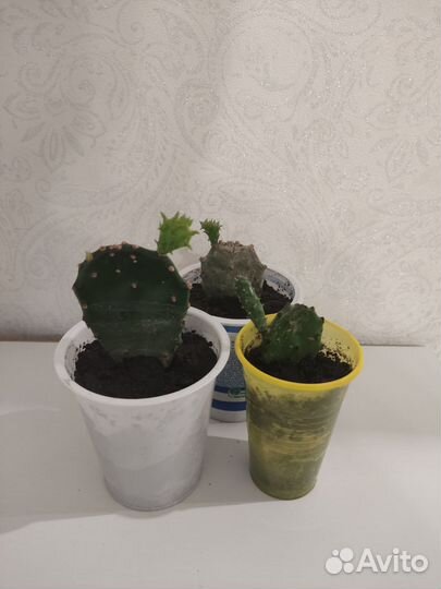 Кактус опунция