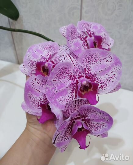 Орхидея фаленопсис Елена (Бурятия)
