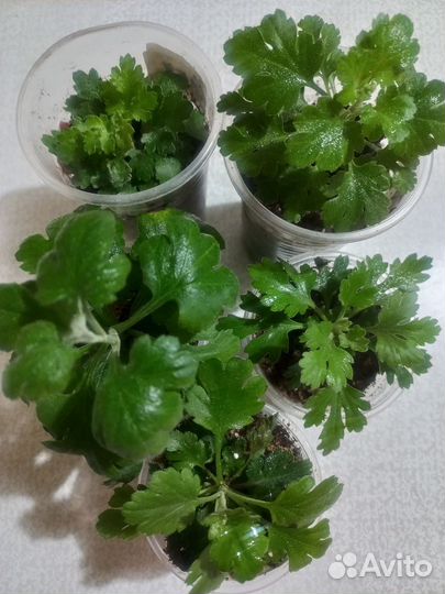 Черенок мультифлора