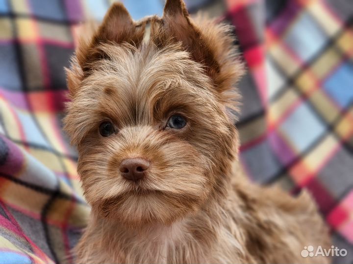 Мальчик шокомерле