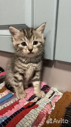 Кошечка, в добные руки