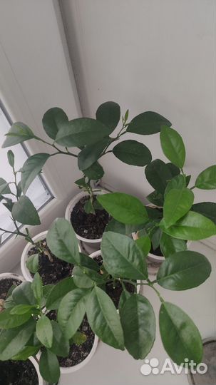 Мандариновое дерево для дома