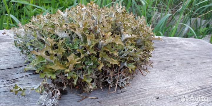 Цетрария исландская (Исландский мох)