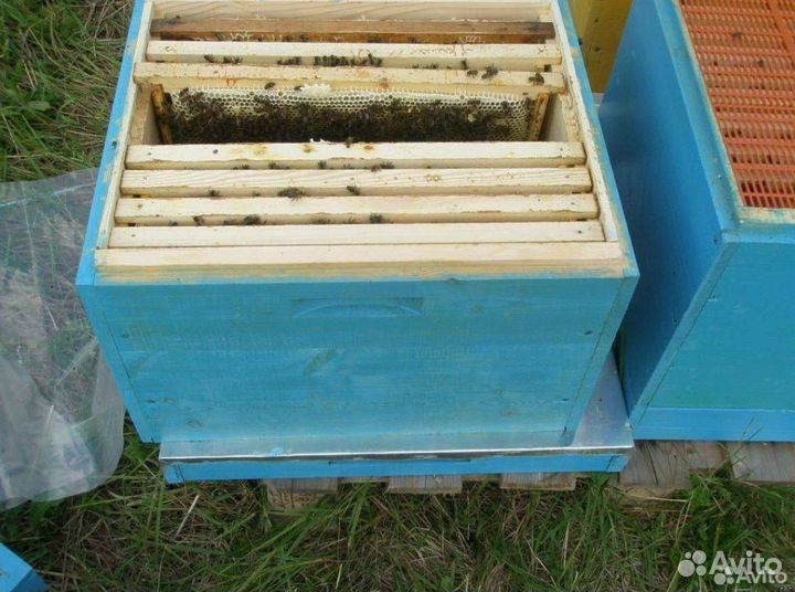 Пчелы с ульями