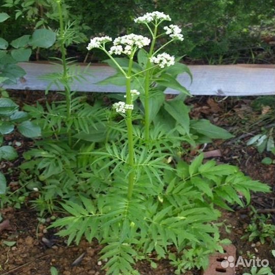 Валериана лекарственная рассада