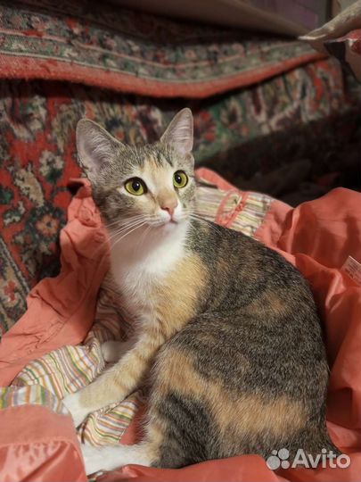 Кошечка, подросток, ответственному человеку