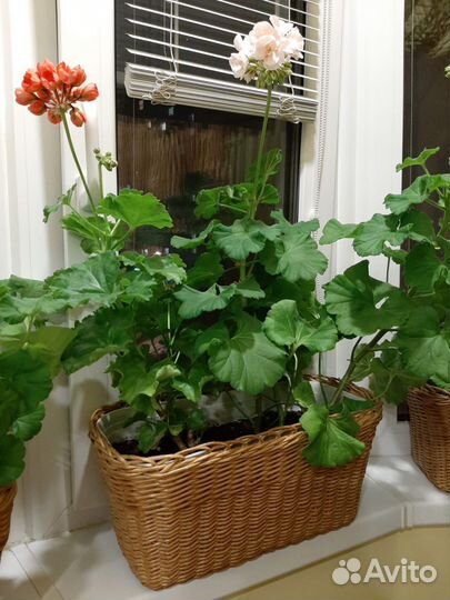 Кашпо для цветов плетеное