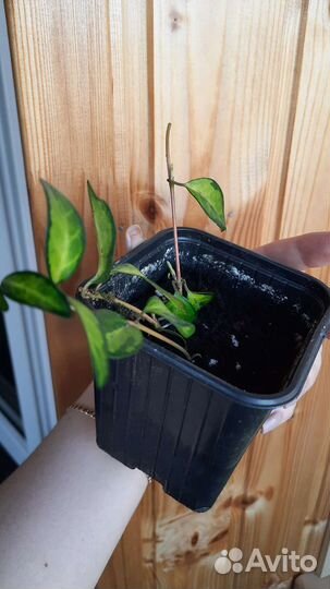 Барвинок minor illumination