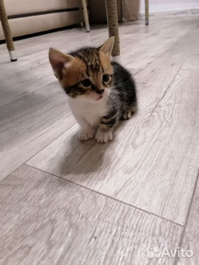 Котята породы манчкин