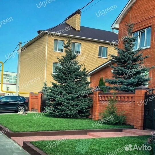 Рулонный газон «Де Люкс»