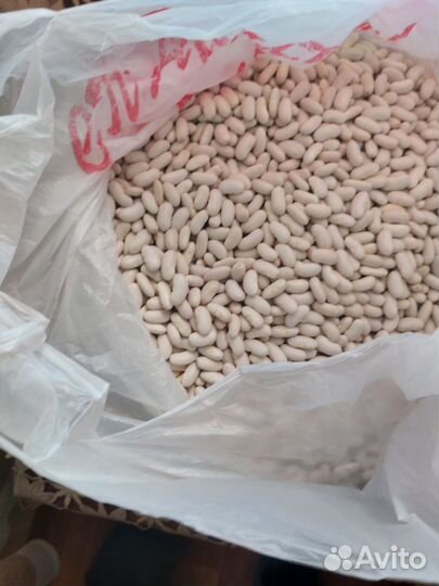 Продаю фасоль