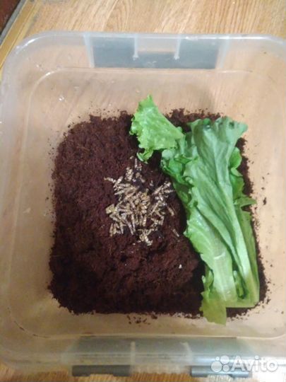 Улитки ахатина ретикулята и суббулина октона