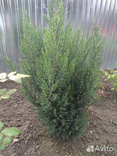 Можжевельник