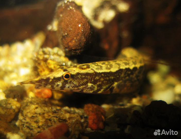 Мастацембел кофейный