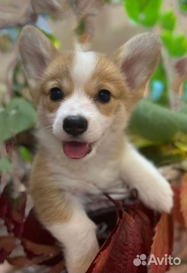 Вельш-корги