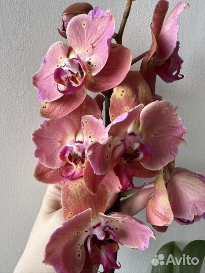 Орхидея бабочка