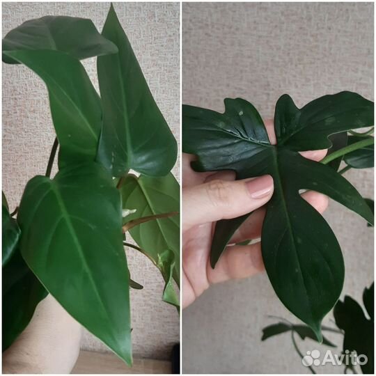 Комнатные цветы