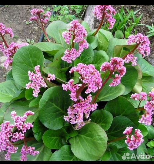 Бадан толстолистный