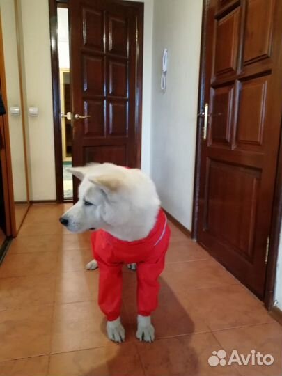 Комбинезон для кобеля