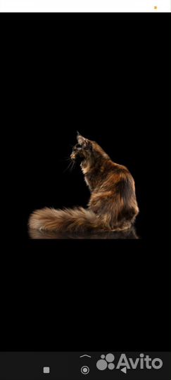 Мейн-куняшка