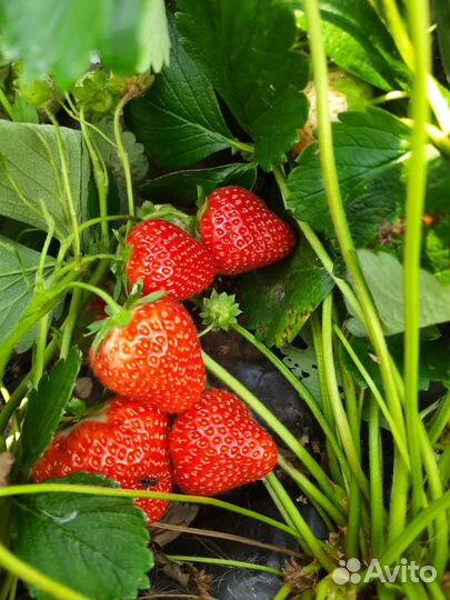 Саженцы клубники Мурано