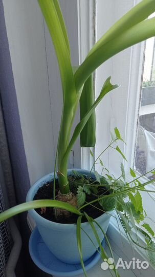 Индийский лук