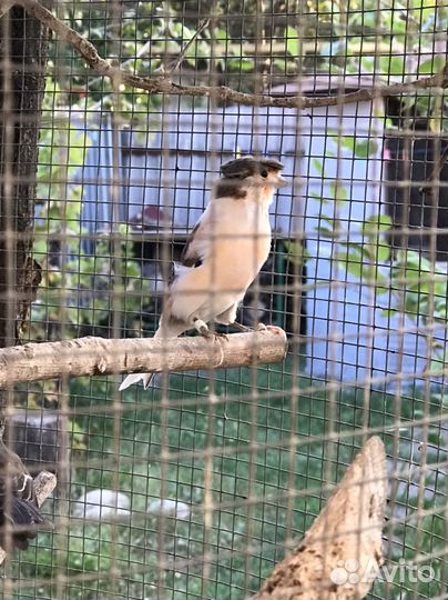 Певчие птици