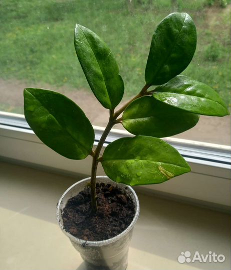 Замиокулькас