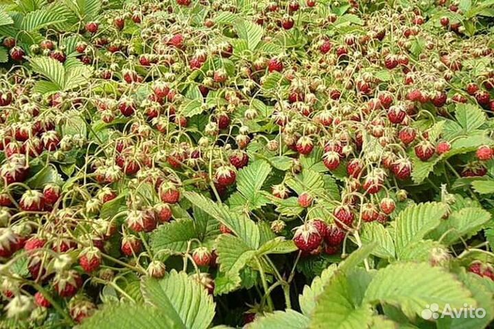 Земклуника Пенелопа