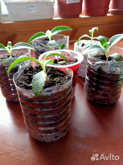 Каланхоэ лечебное