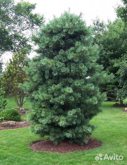 Pinus koraiensis Silveray С5 40-50см