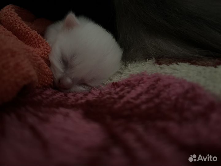 Кошечка в добрые руки