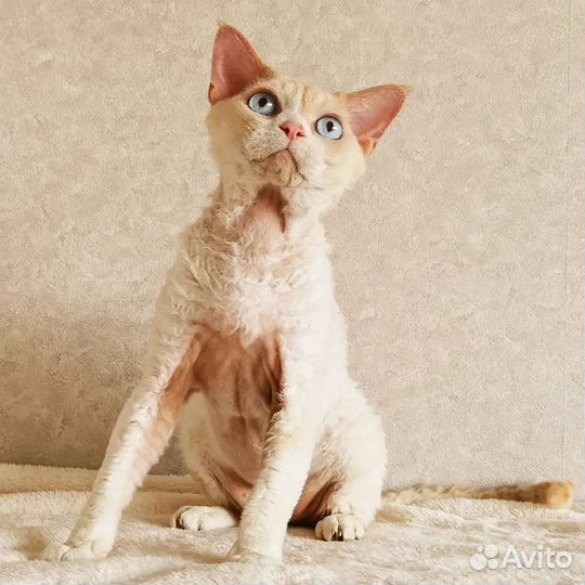 Шикарные взрослые девон-рекс
