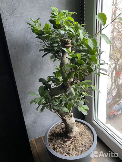 Фикус бонсай
