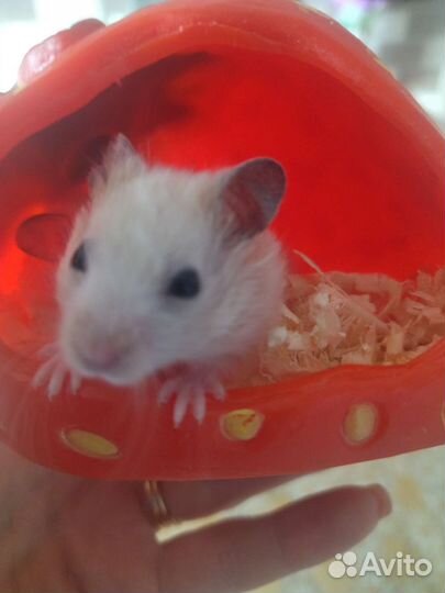 Сирийский хомяк