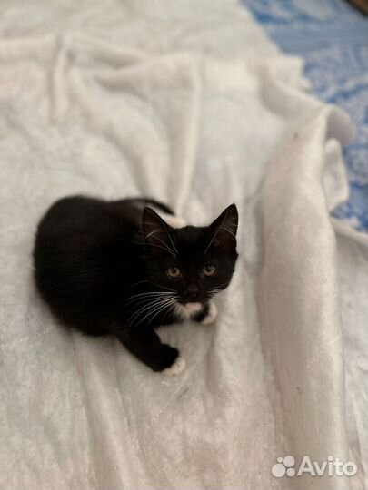 Котенок черно-белый в добрые руки