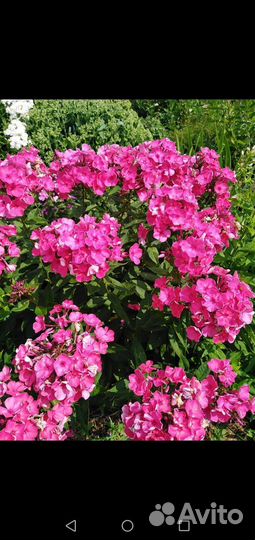 Седум, многолетняя садовая ромашка, флоксы