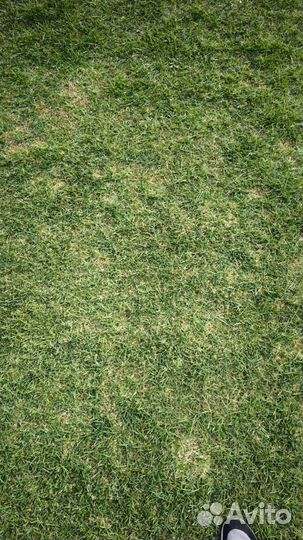 Рулонный газон