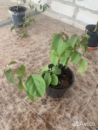 Бугенвиллия