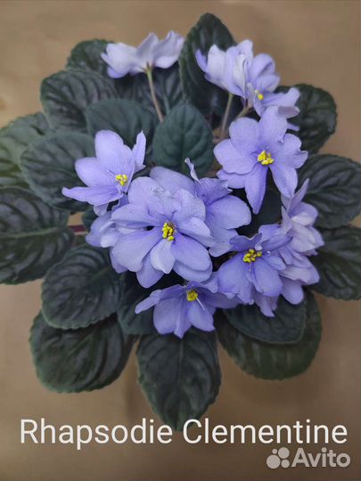 Фиалка цветущая (стандарт 1)