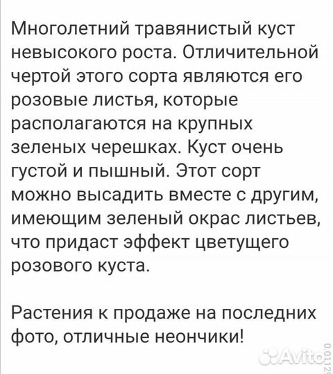 Сингониум неон робуста